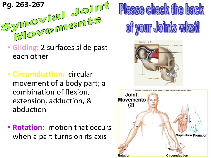 Pg. 263 -267 • Gliding: 2 surfaces slide past each other • Circumduction: circular