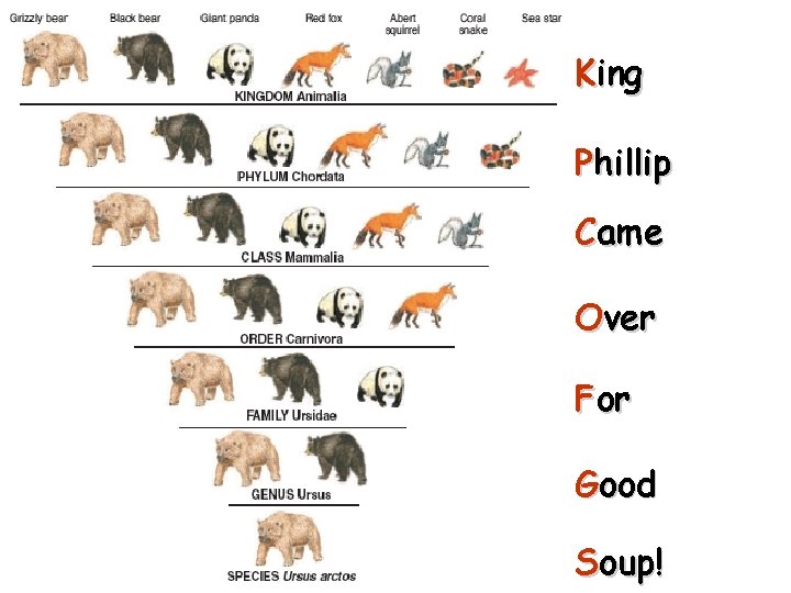 King Phillip Came Over For Good Soup! 11 