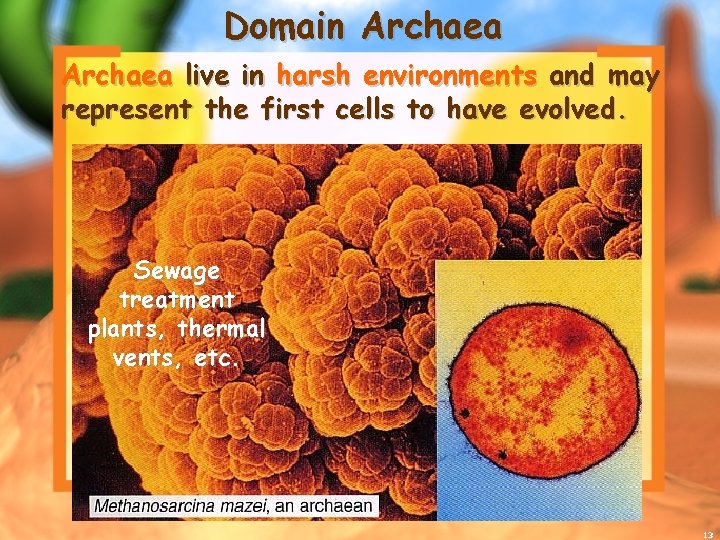 Domain Archaea live in harsh environments and may represent the first cells to have