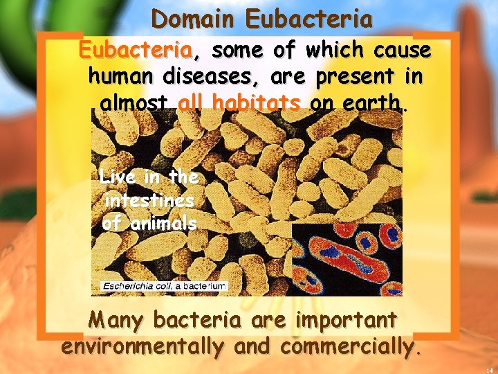 Domain Eubacteria, some of which cause human diseases, are present in almost all habitats