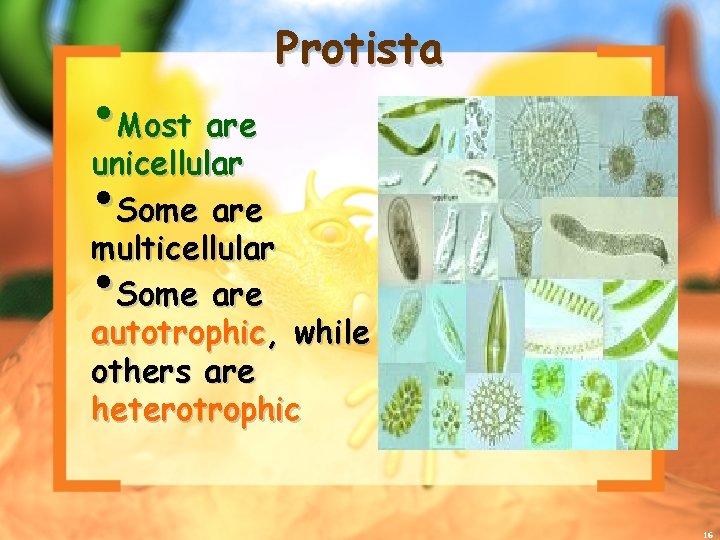 Protista • Most are unicellular • Some are multicellular • Some are autotrophic, while