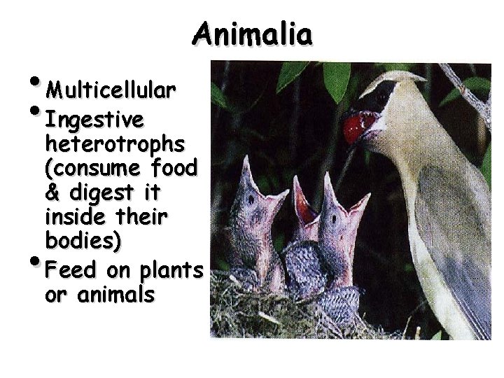  • Multicellular • Ingestive heterotrophs Animalia heterotrophs (consume food & digest it inside