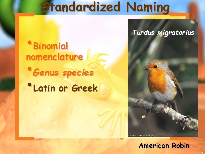 Standardized Naming • Binomial nomenclature • Genus species • Latin or Greek Turdus migratorius