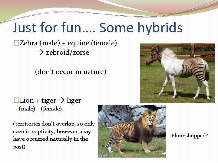 Just for fun…. Some hybrids �Zebra (male) + equine (female) zebroid/zorse (don’t occur in