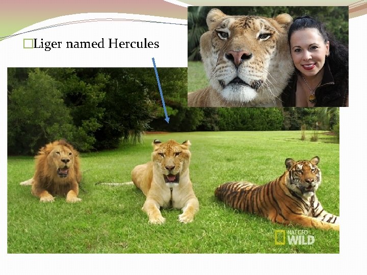 �Liger named Hercules 