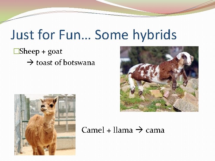 Just for Fun… Some hybrids �Sheep + goat toast of botswana • Camel +