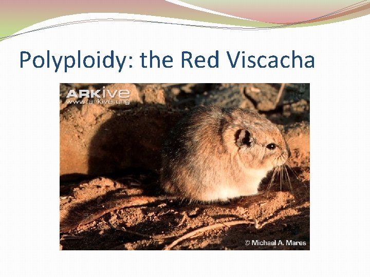 Polyploidy: the Red Viscacha 