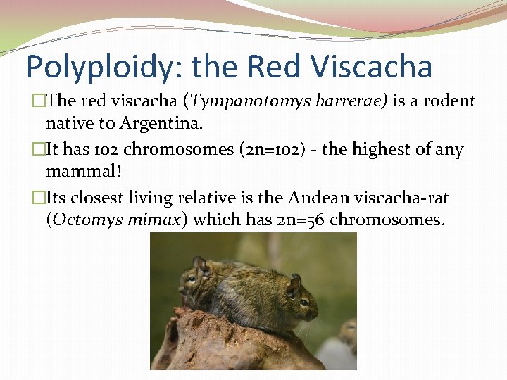 Polyploidy: the Red Viscacha �The red viscacha (Tympanotomys barrerae) is a rodent native to