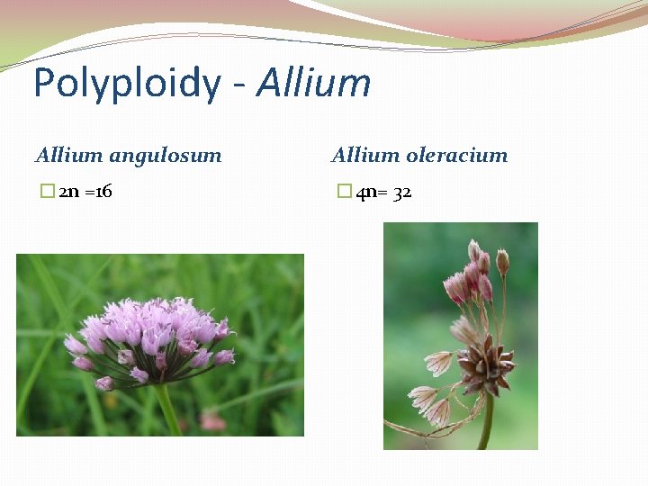 Polyploidy - Allium angulosum Allium oleracium � 2 n =16 � 4 n= 32
