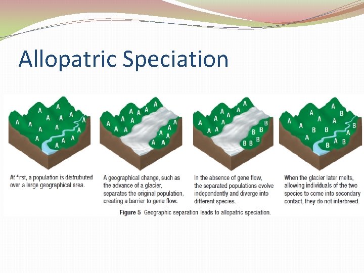 Allopatric Speciation 