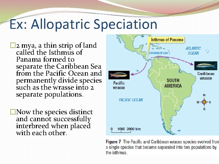 Ex: Allopatric Speciation � 2 mya, a thin strip of land called the Isthmus