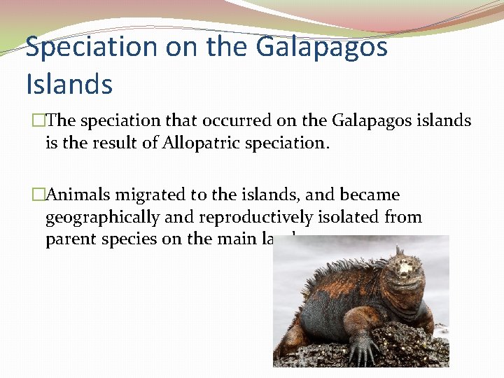 Speciation on the Galapagos Islands �The speciation that occurred on the Galapagos islands is