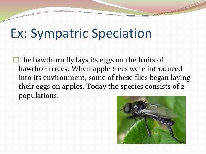 Ex: Sympatric Speciation �The hawthorn fly lays its eggs on the fruits of hawthorn