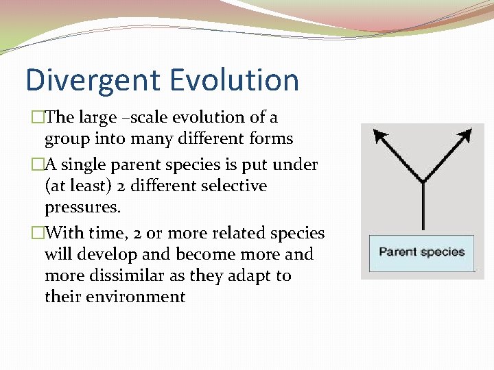 Divergent Evolution �The large –scale evolution of a group into many different forms �A