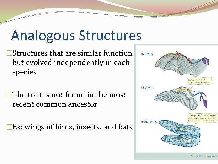 Analogous Structures �Structures that are similar function but evolved independently in each species �The