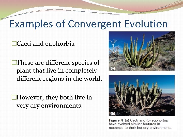 Examples of Convergent Evolution �Cacti and euphorbia �These are different species of plant that