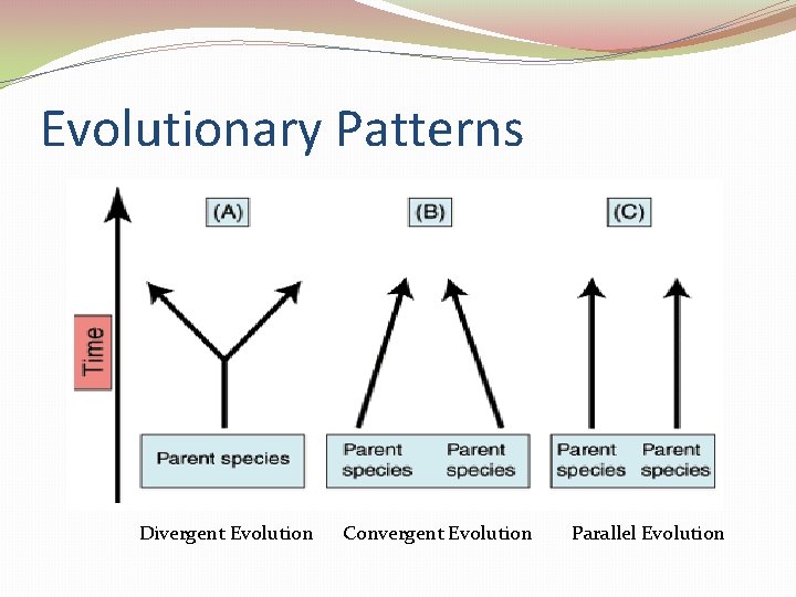 Evolutionary Patterns Divergent Evolution Convergent Evolution Parallel Evolution 