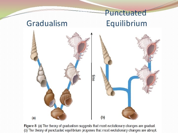 Gradualism Punctuated Equilibrium 