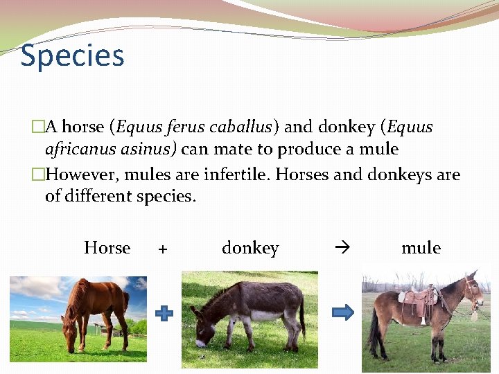 Species �A horse (Equus ferus caballus) and donkey (Equus africanus asinus) can mate to