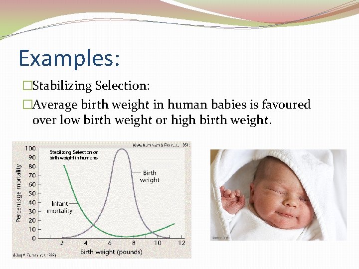 Examples: �Stabilizing Selection: �Average birth weight in human babies is favoured over low birth