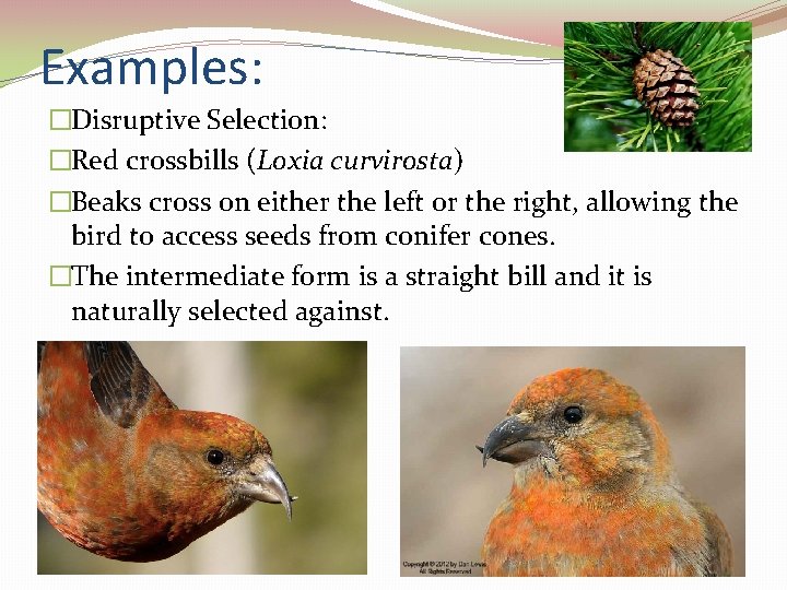 Examples: �Disruptive Selection: �Red crossbills (Loxia curvirosta) �Beaks cross on either the left or