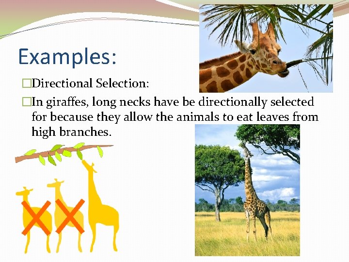 Examples: �Directional Selection: �In giraffes, long necks have be directionally selected for because they