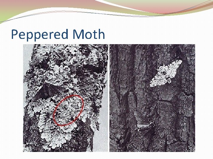 Peppered Moth 