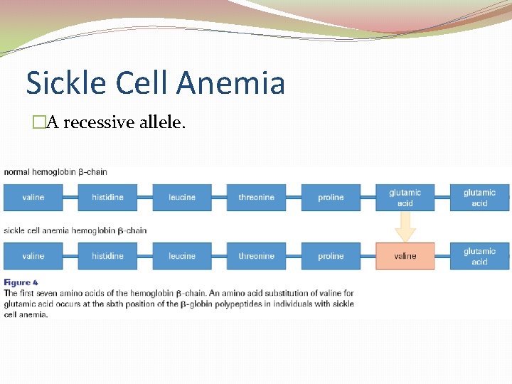 Sickle Cell Anemia �A recessive allele. 