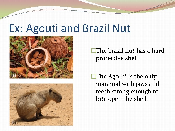 Ex: Agouti and Brazil Nut �The brazil nut has a hard protective shell. �The