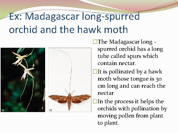 Ex: Madagascar long-spurred orchid and the hawk moth �The Madagascar long – spurred orchid