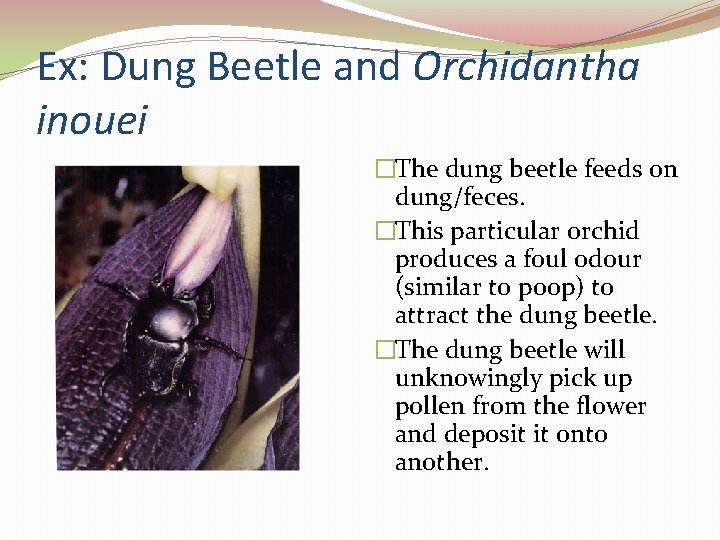 Ex: Dung Beetle and Orchidantha inouei �The dung beetle feeds on dung/feces. �This particular