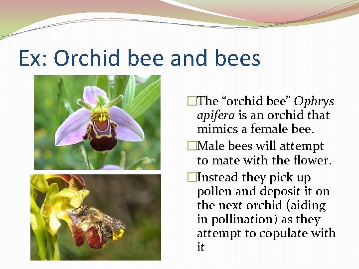 Ex: Orchid bee and bees �The “orchid bee” Ophrys apifera is an orchid that