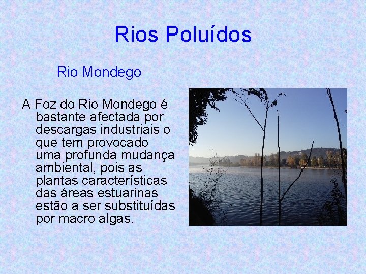 Rios Poluídos Rio Mondego A Foz do Rio Mondego é bastante afectada por descargas