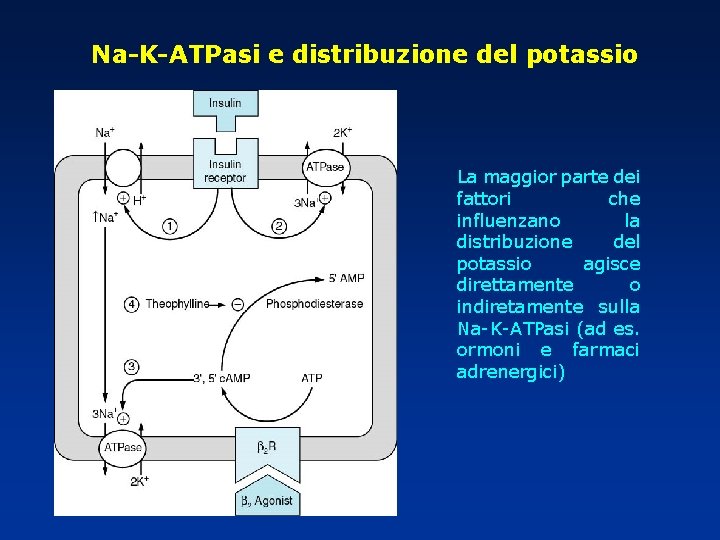 Na-K-ATPasi e distribuzione del potassio La maggior parte dei fattori che influenzano la distribuzione