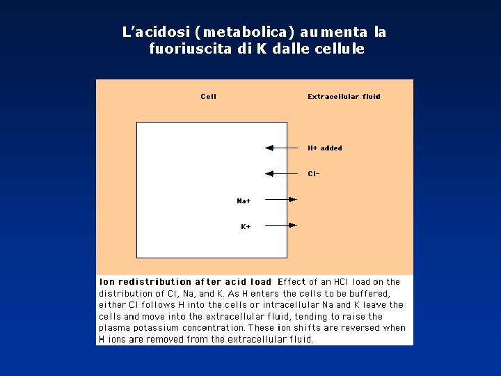 L’acidosi (metabolica) aumenta la fuoriuscita di K dalle cellule 