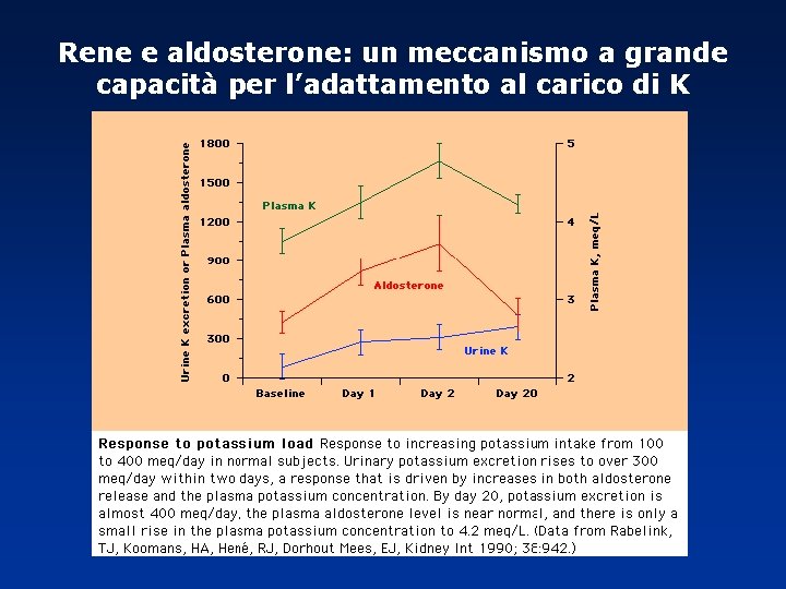 Rene e aldosterone: un meccanismo a grande capacità per l’adattamento al carico di K