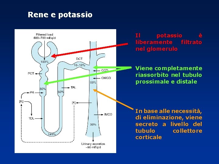 Rene e potassio Il potassio è liberamente filtrato nel glomerulo Viene completamente riassorbito nel