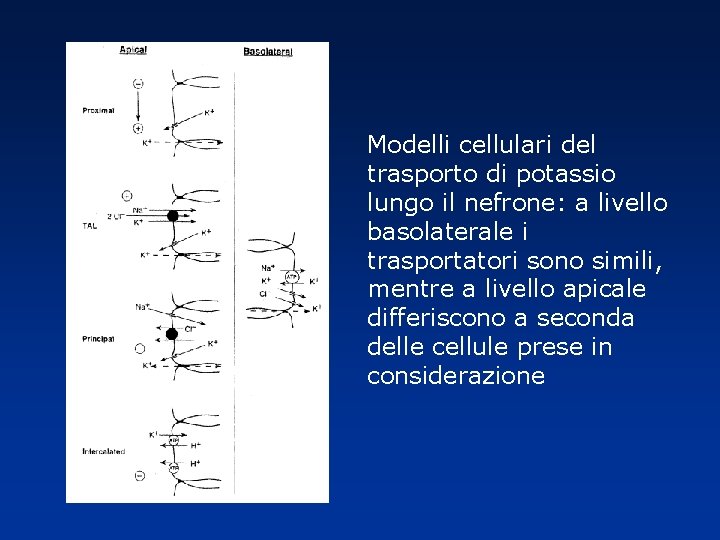 Modelli cellulari del trasporto di potassio lungo il nefrone: a livello basolaterale i trasportatori