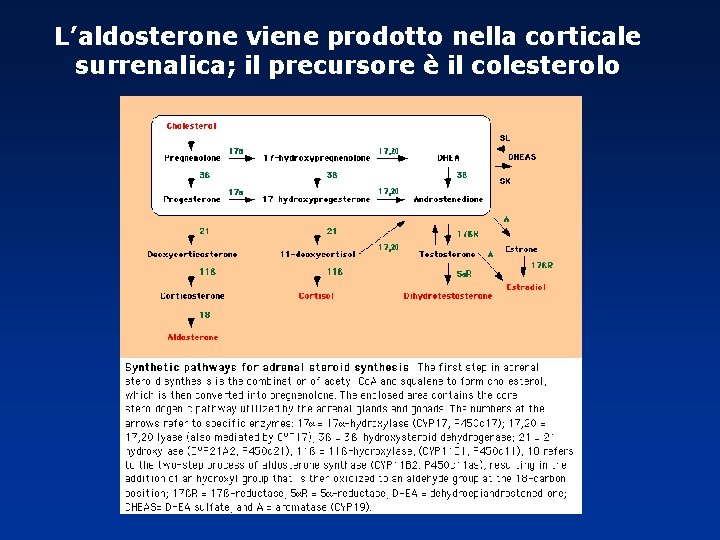 L’aldosterone viene prodotto nella corticale surrenalica; il precursore è il colesterolo 