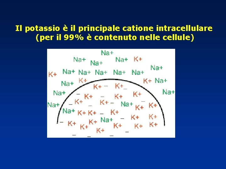 Il potassio è il principale catione intracellulare (per il 99% è contenuto nelle cellule)