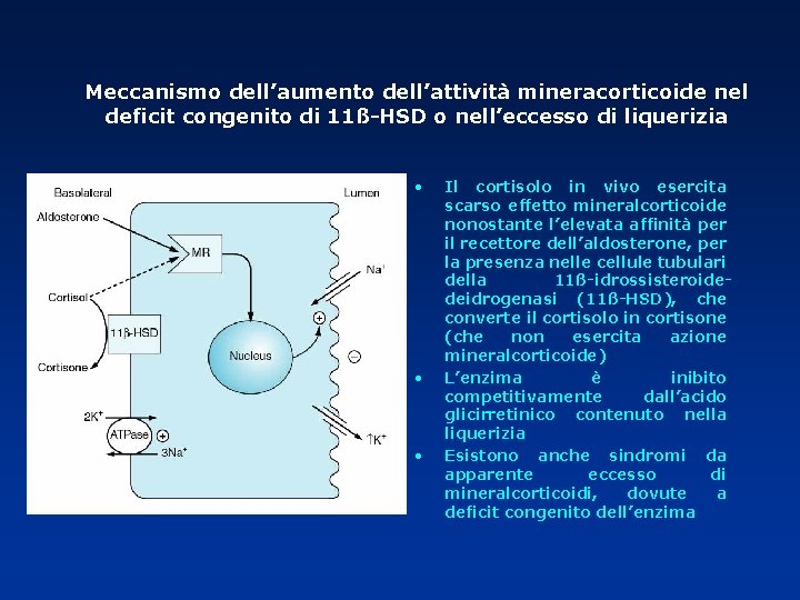 Meccanismo dell’aumento dell’attività mineracorticoide nel deficit congenito di 11ß-HSD o nell’eccesso di liquerizia •