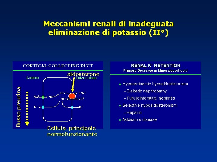 Meccanismi renali di inadeguata eliminazione di potassio (II°) flusso preurina aldosterone Cellula principale normofunzionante