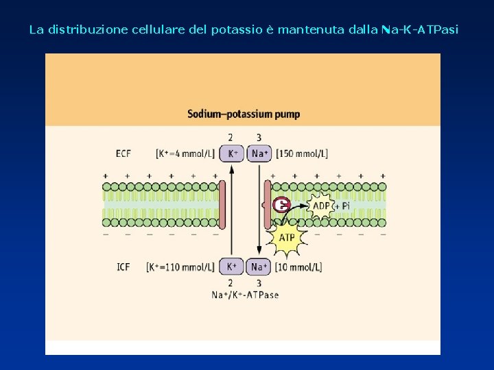 La distribuzione cellulare del potassio è mantenuta dalla Na-K-ATPasi 