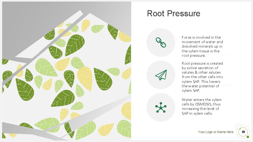 Root Pressure Force is involved in the movement of water and dissolved minerals up Root Pressure Force is involved in the movement of water and dissolved minerals up