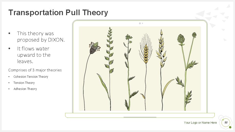 Transportation Pull Theory • • This theory was proposed by DIXON. It flows water Transportation Pull Theory • • This theory was proposed by DIXON. It flows water