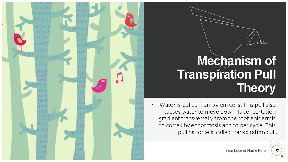 Mechanism of Transpiration Pull Theory • Water is pulled from xylem cells. This pull Mechanism of Transpiration Pull Theory • Water is pulled from xylem cells. This pull