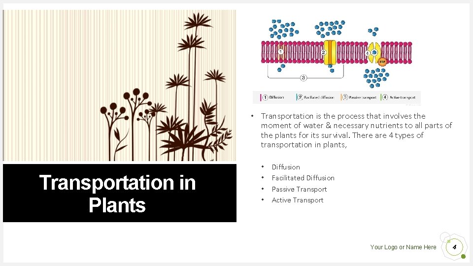 • Transportation is the process that involves the moment of water & necessary • Transportation is the process that involves the moment of water & necessary
