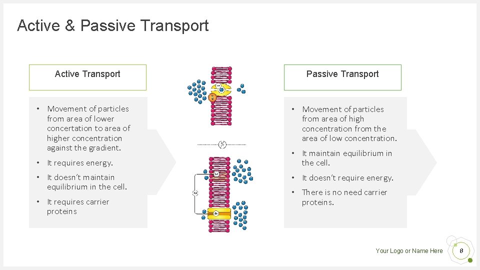 Active & Passive Transport Active Transport • Movement of particles from area of lower Active & Passive Transport Active Transport • Movement of particles from area of lower