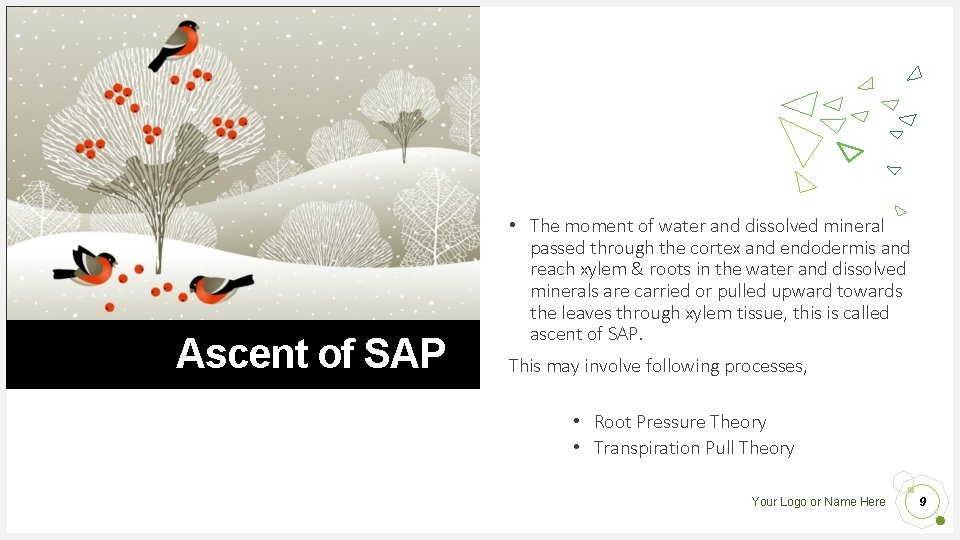 Ascent of SAP • The moment of water and dissolved mineral passed through the Ascent of SAP • The moment of water and dissolved mineral passed through the