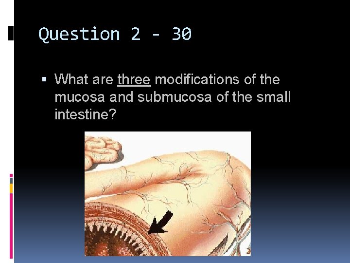 Question 2 - 30 What are three modifications of the mucosa and submucosa of